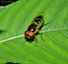 Odontomyia cincta