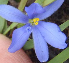 Aristea nana