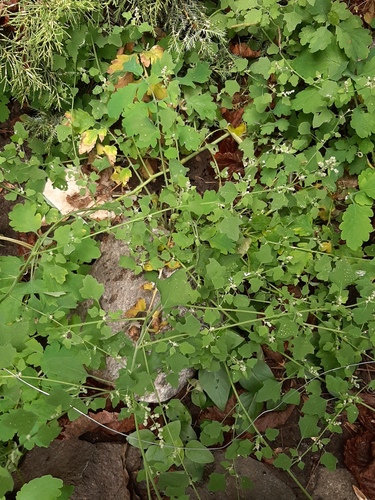 Chenopodium opulifolium iNat (2)