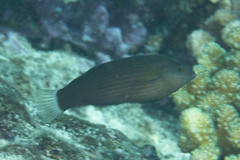 Halichoeres marginatus
