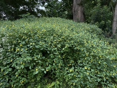 Impatiens pallida