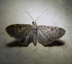 Eupithecia ultimaria