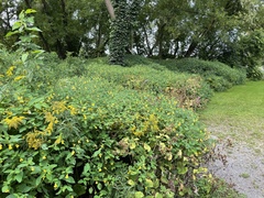 Impatiens pallida
