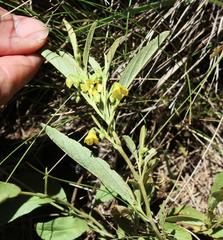 Hermannia lancifolia