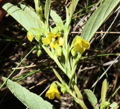 Hermannia lancifolia