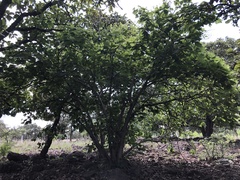 Heliocarpus terebinthinaceus