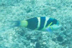 Thalassoma nigrofasciatum