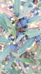 Phillyrea latifolia media