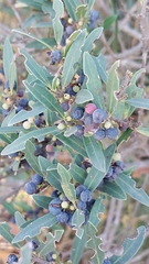 Phillyrea latifolia media