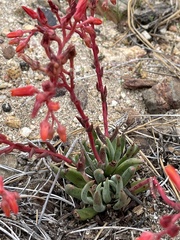 Dudleya pauciflora