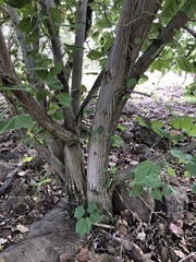 Heliocarpus terebinthinaceus