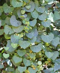 Cissampelos torulosa