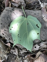 Heliocarpus terebinthinaceus