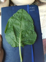 Brassica oleracea viridis