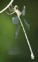 Chlorolestes tessellatus