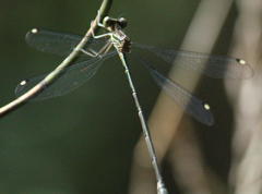 Chlorolestes tessellatus