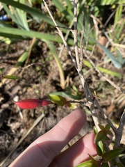 Fuchsia magellanica