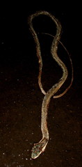Thelotornis capensis capensis
