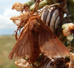 Malacosoma franconicum