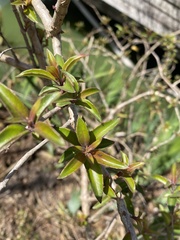 Fuchsia magellanica