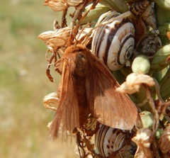 Malacosoma franconicum