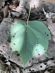 Heliocarpus terebinthinaceus
