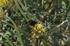 Pholisora