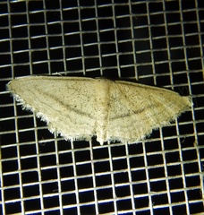 Idaea mediaria