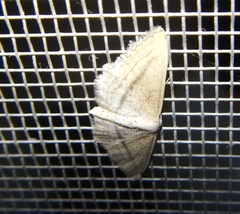 Idaea mediaria