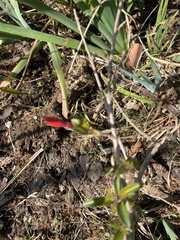 Fuchsia magellanica