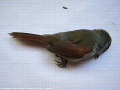 Synallaxis frontalis