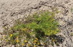 Oncosiphon schlechteri