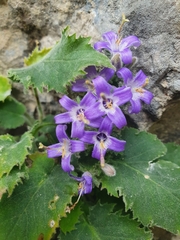 Campanula elatinoides