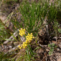 Nanobubon strictum