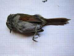 Synallaxis frontalis