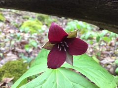 Trillium sulcatum