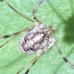 Leptobunus