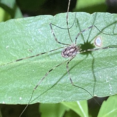 Leptobunus