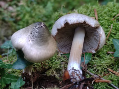 Inocybe corydalina