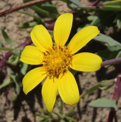 Othonna coronopifolia