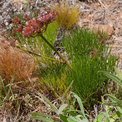 Nanobubon strictum