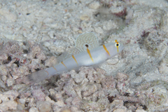 Amblyeleotris randalli