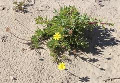 Othonna coronopifolia