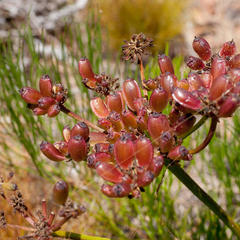 Nanobubon strictum