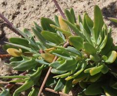 Othonna coronopifolia