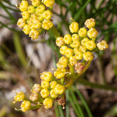 Nanobubon strictum