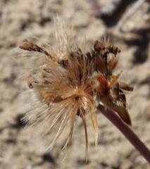 Othonna coronopifolia