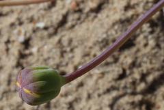Othonna coronopifolia