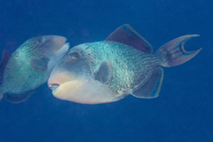 Pseudobalistes flavimarginatus