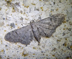 Eupithecia ultimaria